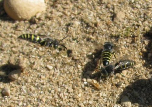 Bembecinus tridens